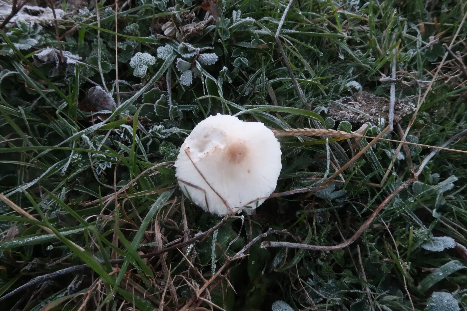 Macrolepiota excoriata - 1 - IMG_5643